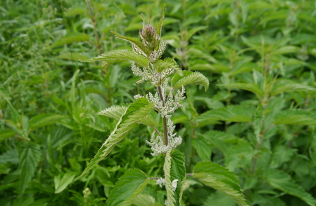 Große Brennnessel (Urtica dioica) - © Patrick Schwager Große Brennnessel (Urtica dioica) - © Patrick Schwager