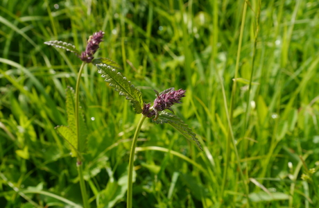 Echte Betonie, Heilziest (Betonica officinalis) - © Patrick Schwager Echte Betonie, Heilziest (Betonica officinalis) - © Patrick Schwager