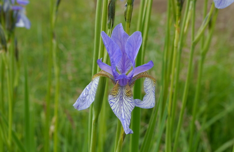 Sibirische Schwertlilie (Iris sibirica) - © Patrick Schwager Sibirische Schwertlilie (Iris sibirica) - © Patrick Schwager