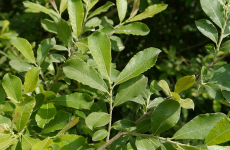 Aschweide (Salix cinerea) - © Patrick Schwager