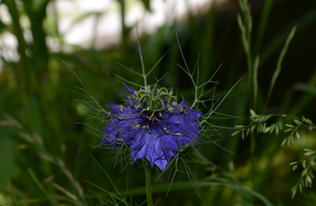 Damaszener Schwarzkümmel (Nigella damascena) - © Bernard Wieser Damaszener Schwarzkümmel (Nigella damascena) - © Bernard Wieser