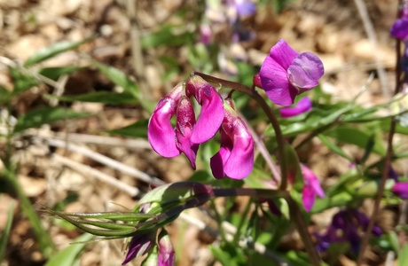 Frühlings-Platterbse (Lathyrus vernus) - © Bernard Wieser Frühlings-Platterbse (Lathyrus vernus) - © Bernard Wieser