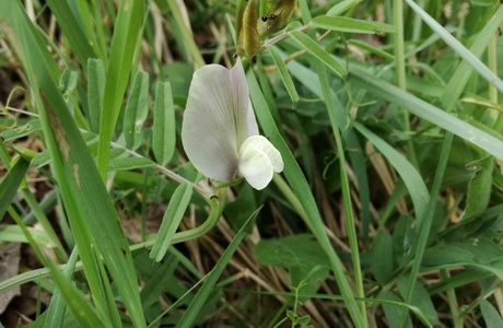 Großblütige Wicke (Vicia grandiflora) - © Bernard Wieser Großblütige Wicke (Vicia grandiflora) - © Bernard Wieser
