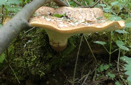 Schuppiger Stielporling (Polyporus squamosus) - © Bernard Wieser