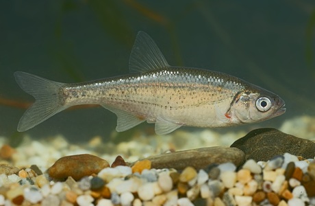 Schneider (Alburnus bipunctatus) - © Michael Tiefenbach