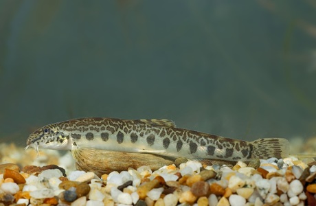 Goldsteinbeisser (Sabanejewia balcanica) - © Michael Tiefenbach