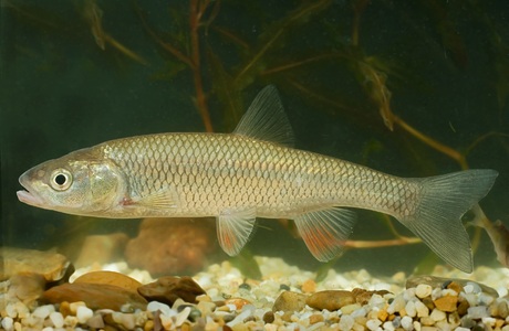 Aitel (Leuciscus cephalus) - © Michael Tiefenbach Aitel (Leuciscus cephalus) - © Michael Tiefenbach