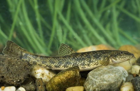 Smerle (Barbatula barbatula) - © Michael Tiefenbach Smerle (Barbatula barbatula) - © Michael Tiefenbach