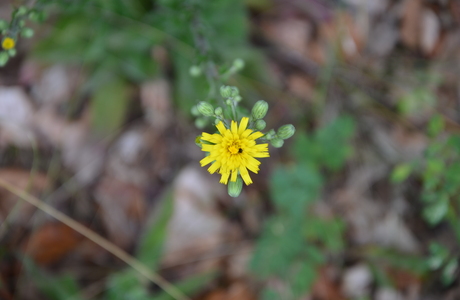 Traubiges Habichtskraut (Hieracium racemosum) - © Bernard Wieser Traubiges Habichtskraut (Hieracium racemosum) - © Bernard Wieser
