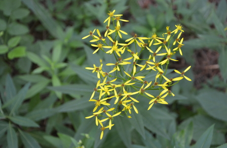 Fuchs-Greiskraut (Senecio ovatus) - © Bernard Wieser Fuchs-Greiskraut (Senecio ovatus) - © Bernard Wieser
