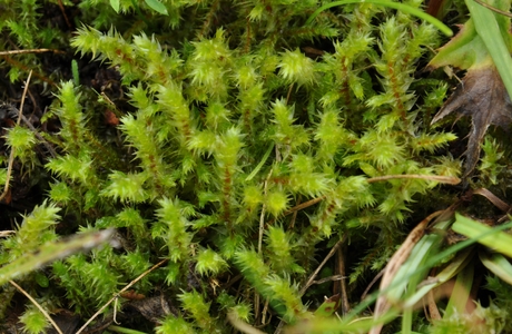 Großes Runzelbrudermoos (Rhytidiadelphus triquetrus) - © Michael Suanjak