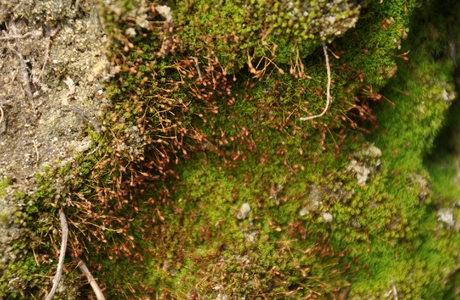 Kleinmündiges Perlmoos (Weissia brachycarpa) - © Michael Suanjak