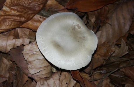 Wohlriechender Schneckling (Hygrophorus agathosmus) - © Bernard Wieser Wohlriechender Schneckling (Hygrophorus agathosmus) - © Bernard Wieser