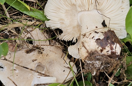 Seidiger Tigerritterling (Tricholoma filamentosum) - © Mag. Bernard Wieser