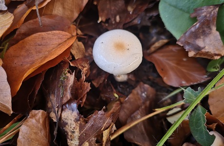 Hainbuchen-Schneckling (Hygrophorus carpini) - © Mag. Bernard Wieser