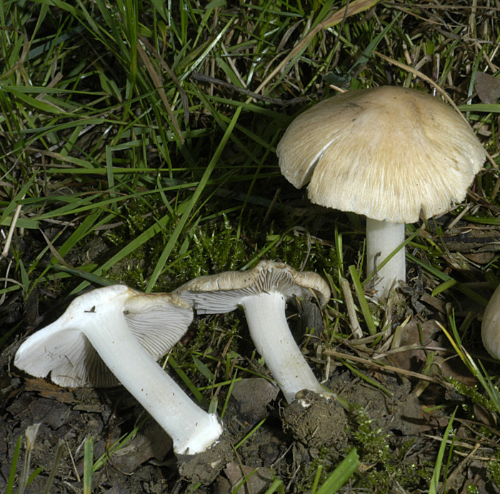 Strohweisser Risspilz Standerpilze Inocybe Fibrosoides Naturfuhrer Online