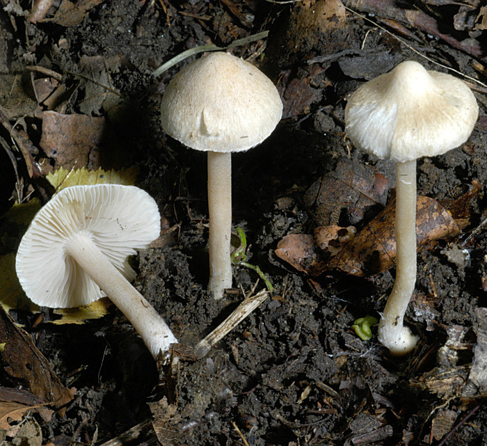 Wolligfadiger Risspilz Standerpilze Inocybe Sindonia Naturfuhrer Online
