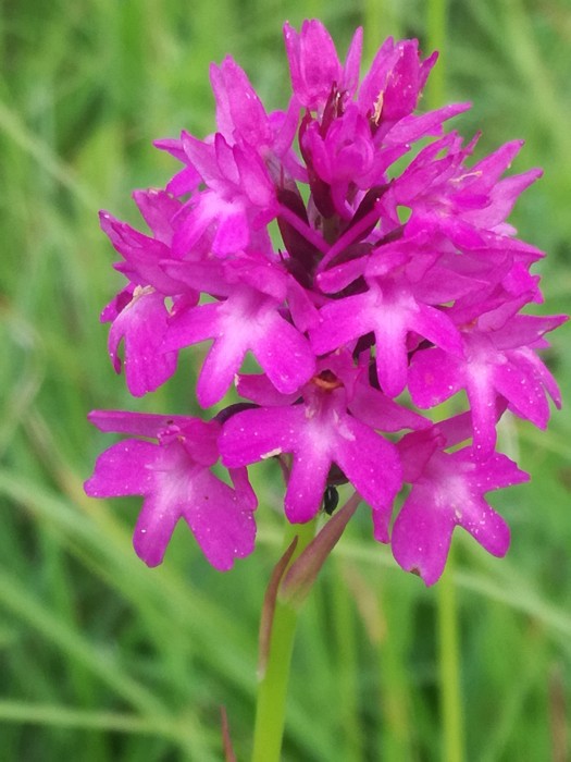 Pyramiden-Hundswurz (Anacamptis pyramidalis) - © Bernard Wieser Pyramiden-Hundswurz (Anacamptis pyramidalis) - © Bernard Wieser