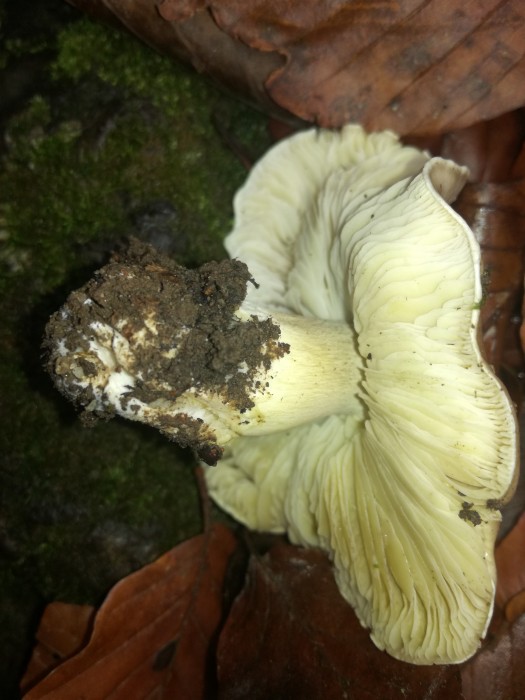 Schwarzfaseriger Ritterling (Tricholoma portentosum) - © Bernard Wieser Schwarzfaseriger Ritterling (Tricholoma portentosum) - © Bernard Wieser