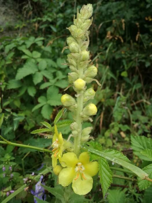 Großblütige Königskerze (Verbasum densiflorum) - © Bernard Wieser Großblütige Königskerze (Verbasum densiflorum) - © Bernard Wieser
