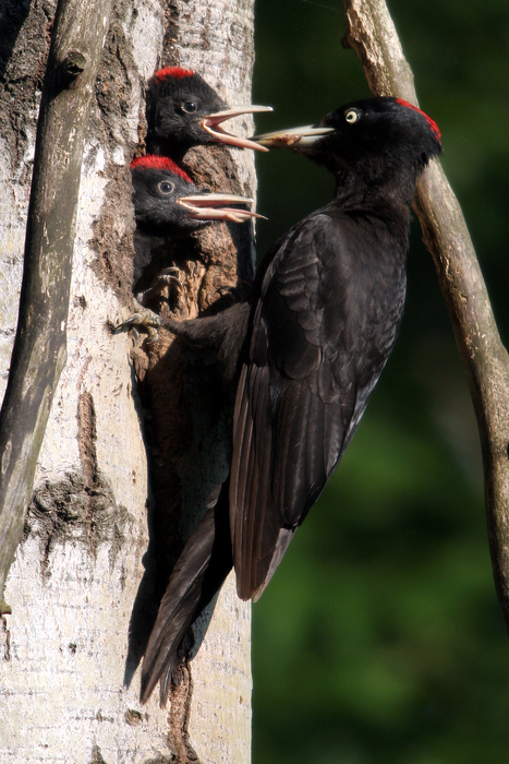 Schwarzspecht (Dryocopus martius) - © Alois Absenger Schwarzspecht (Dryocopus martius) - © Alois Absenger