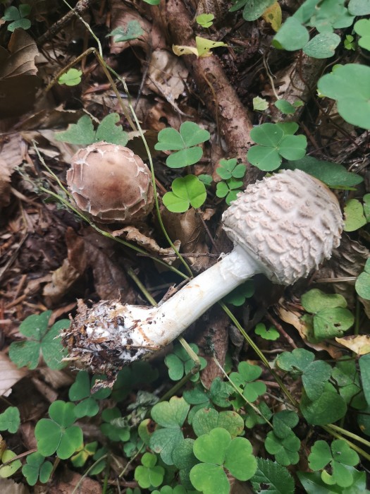 Keulenfüßiger Safran-Schirmling (Chlorophyllum olivieri) - © Bernard Wieser Keulenfüßiger Safran-Schirmling (Chlorophyllum olivieri) - © Bernard Wieser