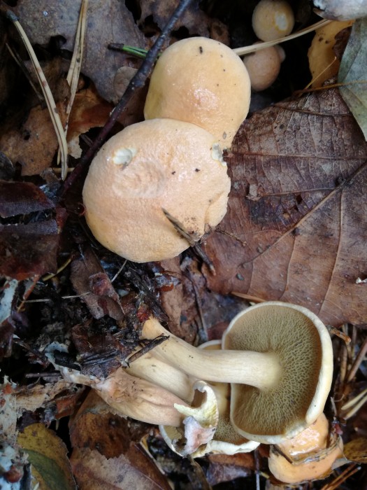 Kuhröhrling (Suillus bovinus) - © Bernard Wieser Kuhröhrling (Suillus bovinus) - © Bernard Wieser