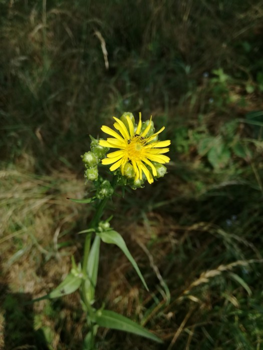 Dach-Pippau (Crepis tectorum) - © Bernard Wieser Dach-Pippau (Crepis tectorum) - © Bernard Wieser