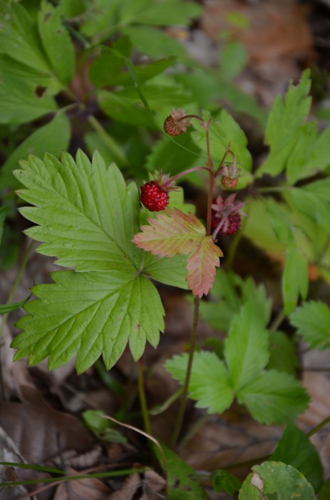Wald-Erdbeere (Fragaria vesca) - © Bernard Wieser Wald-Erdbeere (Fragaria vesca) - © Bernard Wieser