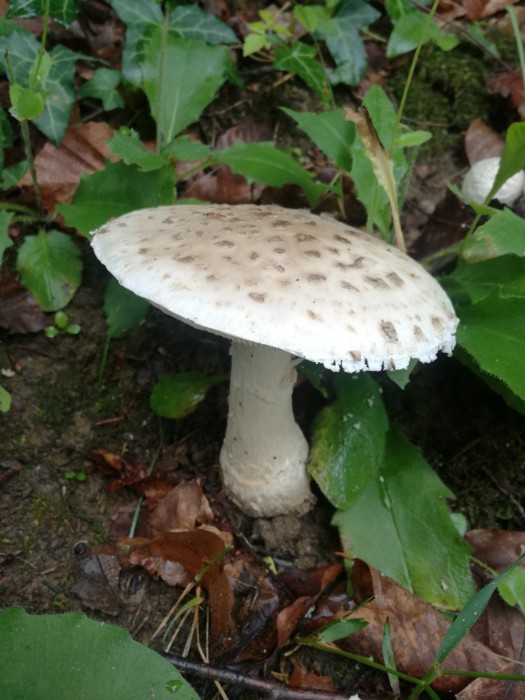Fransiger Wulstling (Amanita strobiliformis) - © Bernard Wieser Fransiger Wulstling (Amanita strobiliformis) - © Bernard Wieser