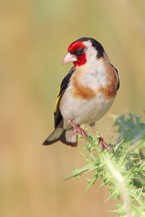 Stieglitz (Carduelis carduelis) Stieglitz (Carduelis carduelis)