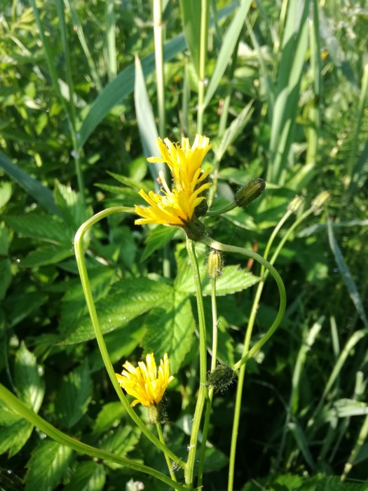Sumpf-Pippau (Crepis paludosa) - © Bernard Wieser Sumpf-Pippau (Crepis paludosa) - © Bernard Wieser