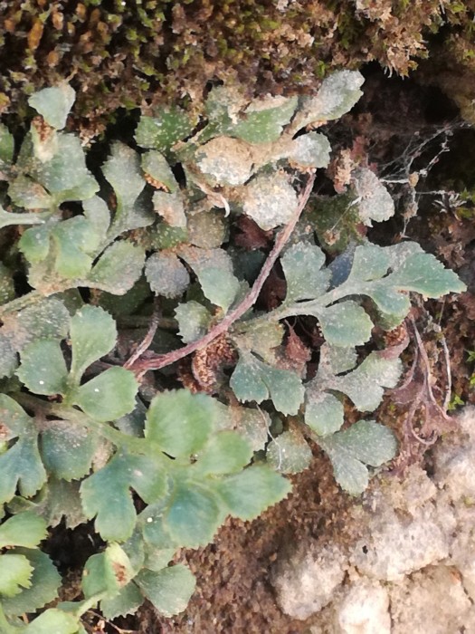 Mauer-Streifenfarn (Asplenium ruta-muraria) - © Bernard Wieser Mauer-Streifenfarn (Asplenium ruta-muraria) - © Bernard Wieser