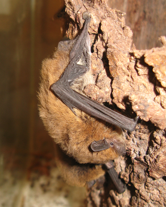 Weißrandfledermaus (Pipistrellus kuhlii) - © Oliver Gebhardt Weißrandfledermaus (Pipistrellus kuhlii) - © Oliver Gebhardt