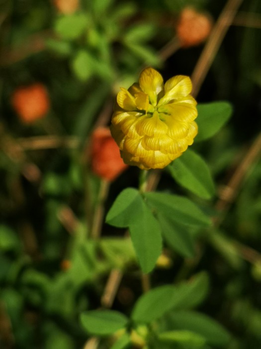 Gold-Klee (Trifolium aureum) - © Bernard Wieser Gold-Klee (Trifolium aureum) - © Bernard Wieser