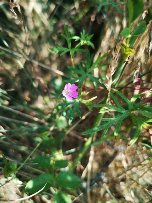 Weicher Storchenschnabel (Geranium molle) - © Bernard Wieser Weicher Storchenschnabel (Geranium molle) - © Bernard Wieser