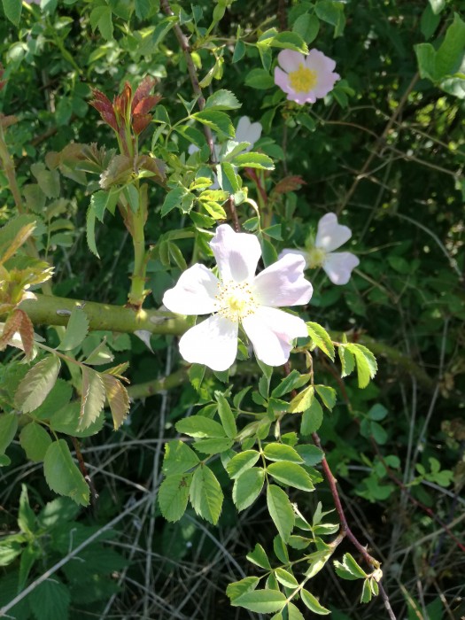 Hunds-Rose (Rosa canina s. str.) - © Bernard Wieser Hunds-Rose (Rosa canina s. str.) - © Bernard Wieser