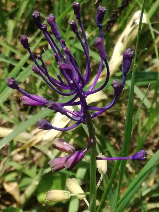Schopfige Traubenhyazinthe (Muscari comosum) - © Bernard Wieser Schopfige Traubenhyazinthe (Muscari comosum) - © Bernard Wieser