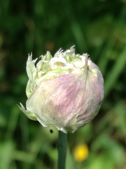 Schlangenlauch (Allium scorodoprasum) - © Bernard Wieser Schlangenlauch (Allium scorodoprasum) - © Bernard Wieser