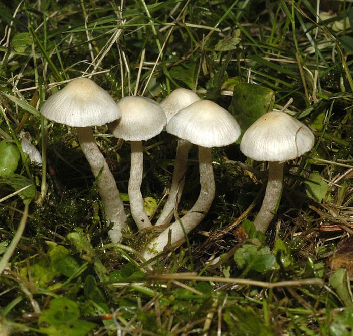 Strohweisser Risspilz Standerpilze Inocybe Fibrosoides Naturfuhrer Online