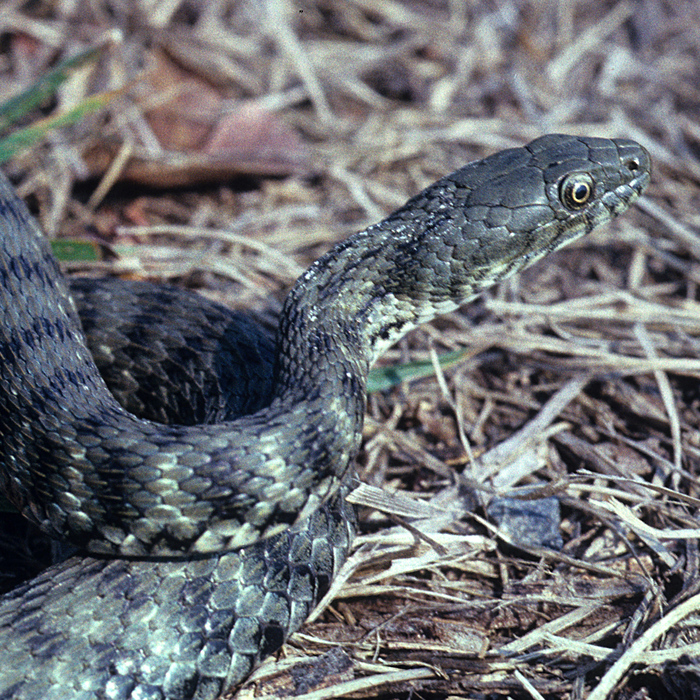 Würfelnatter (Natrix tessellata) - © Werner Kammel Würfelnatter (Natrix tessellata) - © Werner Kammel