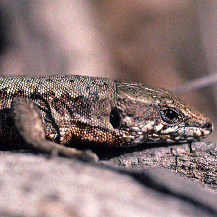 Mauereidechse (Podarcis muralis) - © Werner Kammel Mauereidechse (Podarcis muralis) - © Werner Kammel