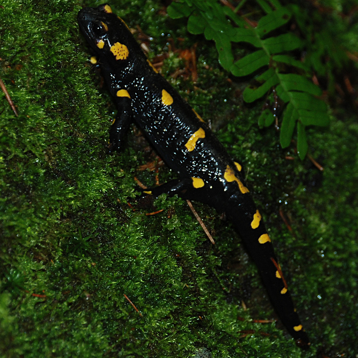 Feuersalamander (Salamandra salamandra) - © Werner Kammel Feuersalamander (Salamandra salamandra) - © Werner Kammel