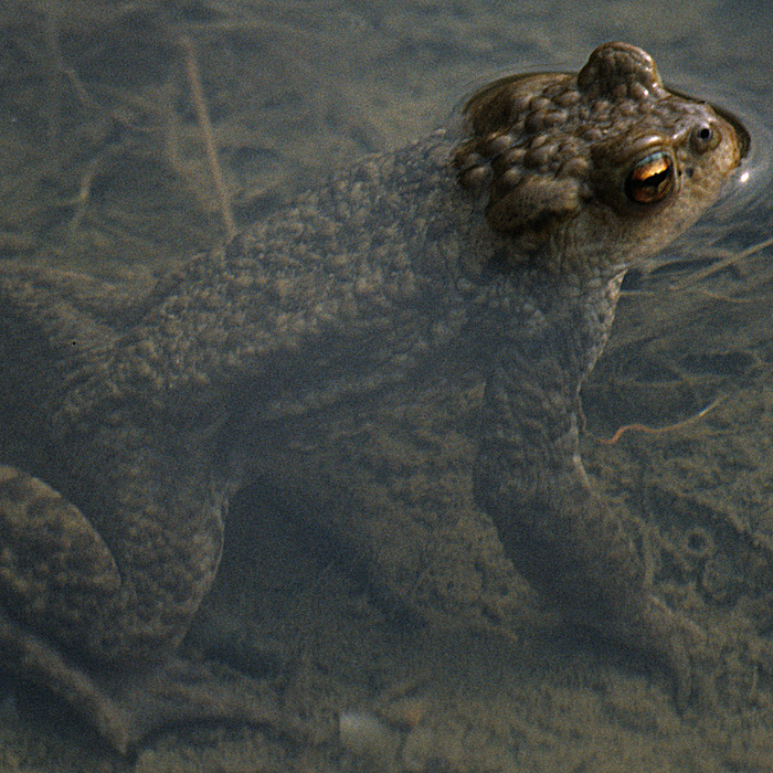 Erdkröte (Bufo bufo) - © Werner Kammel Erdkröte (Bufo bufo) - © Werner Kammel