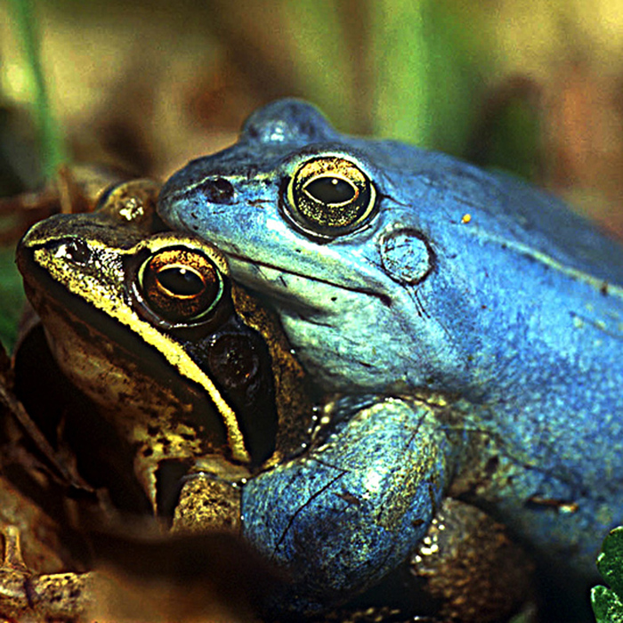 Balkan-Moorfrosch (Rana arvalis wolterstorffi) - © Werner Kammel Balkan-Moorfrosch (Rana arvalis wolterstorffi) - © Werner Kammel