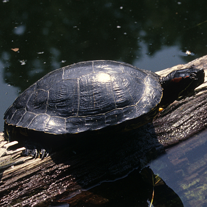 Neuwelt-Sumpfschildkröten (Emydidae) - © Werner Kammel Neuwelt-Sumpfschildkröten (Emydidae) - © Werner Kammel