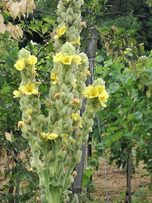 Großblütige Königskerze (Verbascum densiflorum) - © Bernard Wieser Großblütige Königskerze (Verbascum densiflorum) - © Bernard Wieser