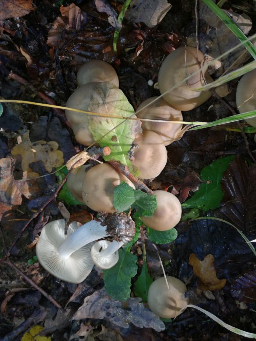 Brauner Rasling (Lyophyllum decastes) - © Bernard Wieser Brauner Rasling (Lyophyllum decastes) - © Bernard Wieser