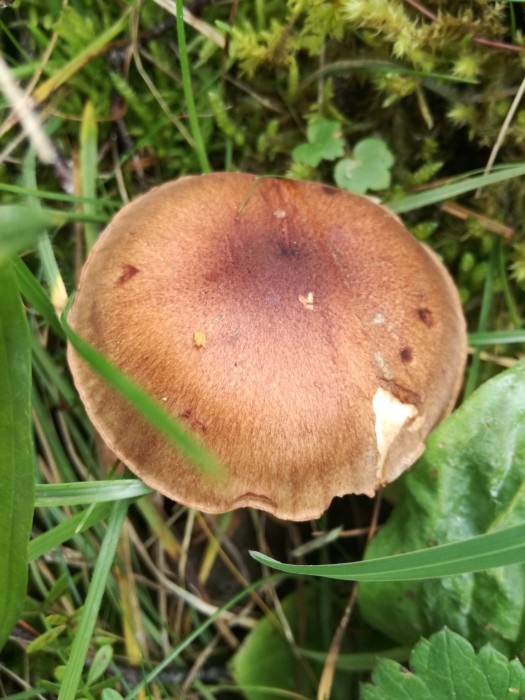 Gelbblättriger Ritterling (Tricholoma fulvum) - © Bernard Wieser Gelbblättriger Ritterling (Tricholoma fulvum) - © Bernard Wieser