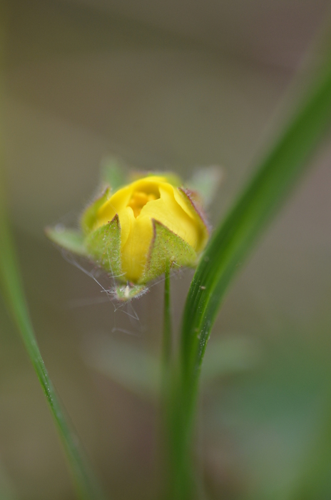 Sternhaariges Fingerkraut (Potentilla pusilla) - © Bernard Wieser Sternhaariges Fingerkraut (Potentilla pusilla) - © Bernard Wieser